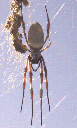 One of the natives, an yes it is BIG!