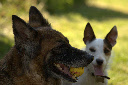 Mans Best Friend