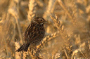 Another bird in the garden