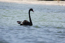 A black swan on the swan river