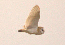Local wildlife in Norfolk